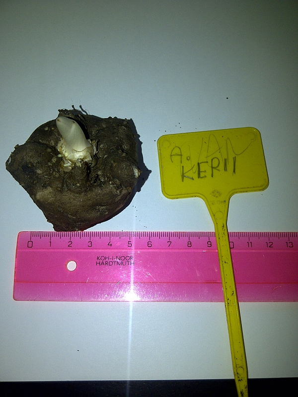 Amorphophallus kerrii (albus)